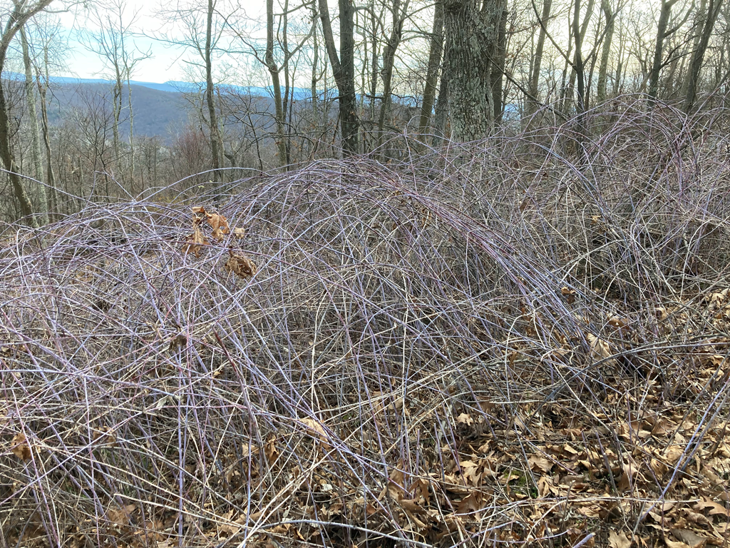 Purple briar patch