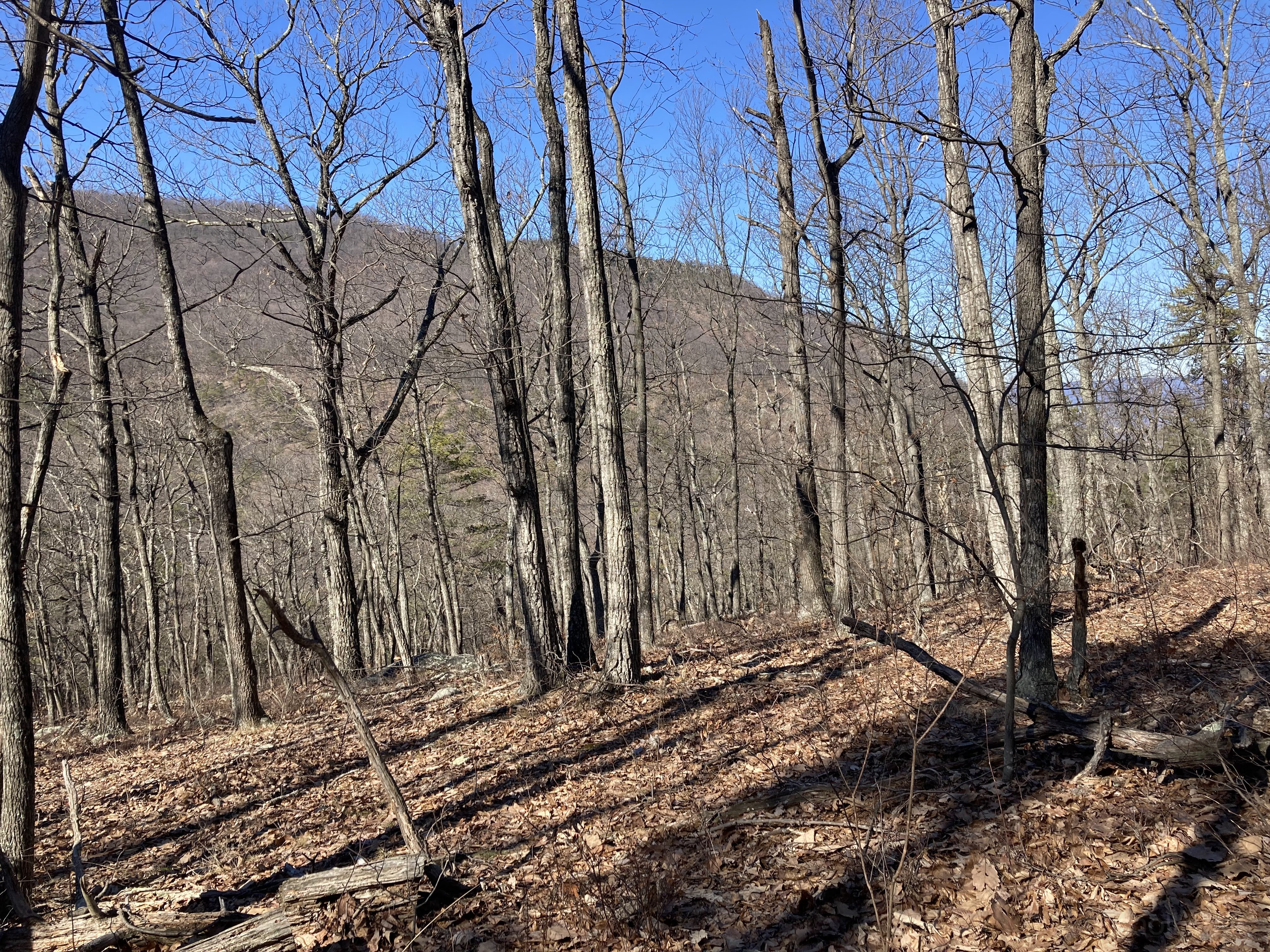 Shoulder of Short mountain