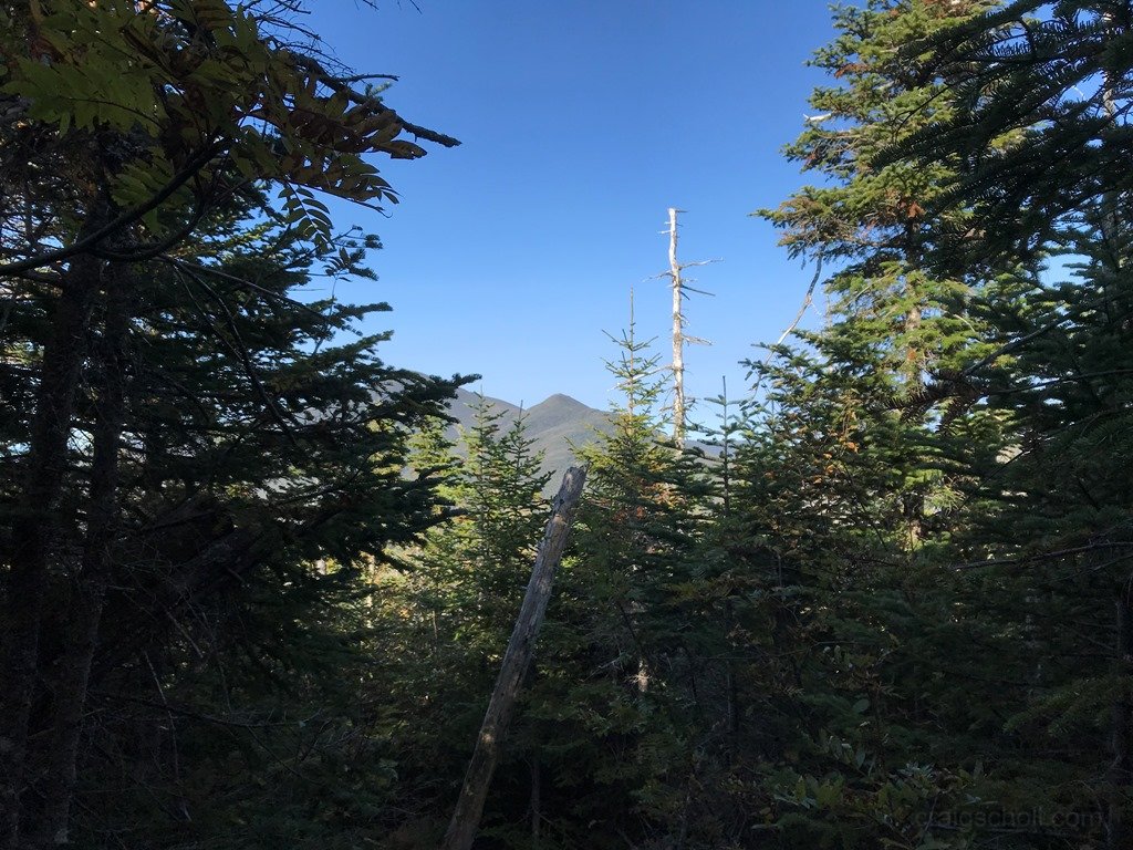 Sinking into the woods