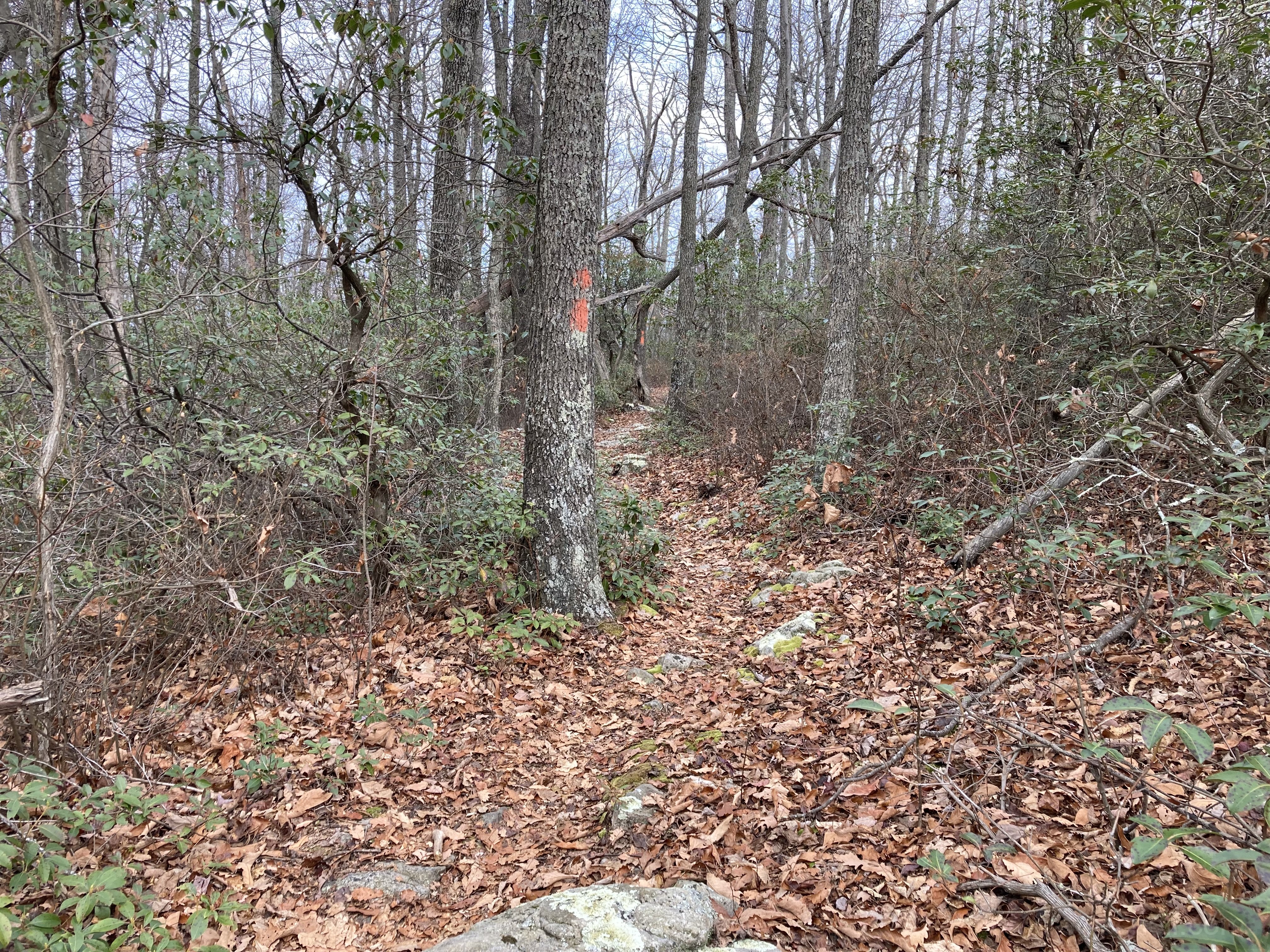 Trail coming up on the ridge