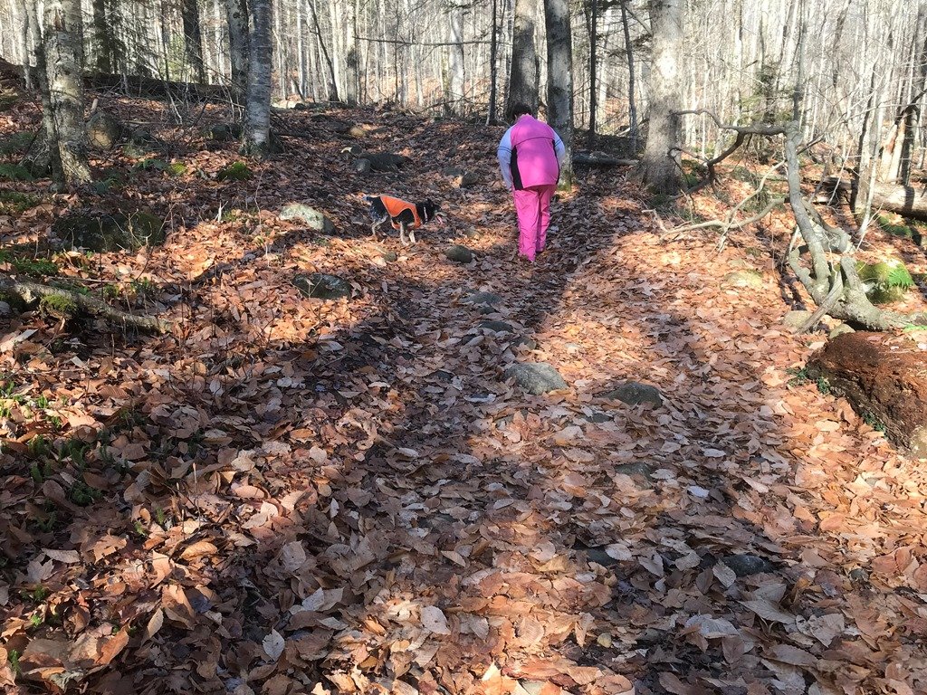 Trail is an old tote road