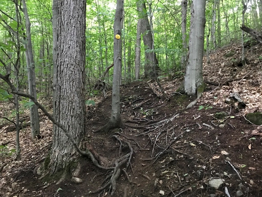 Trail is mostly this