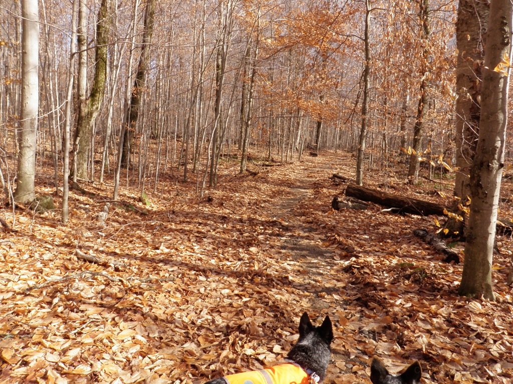 Trail starting to narrow up