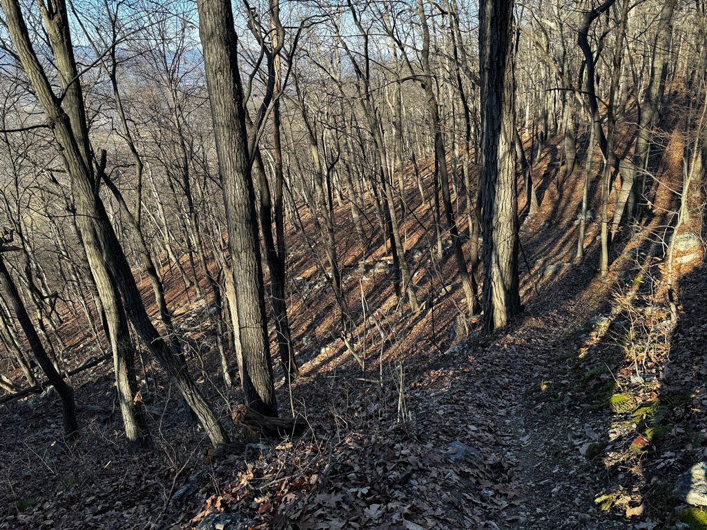 Trail through open woods