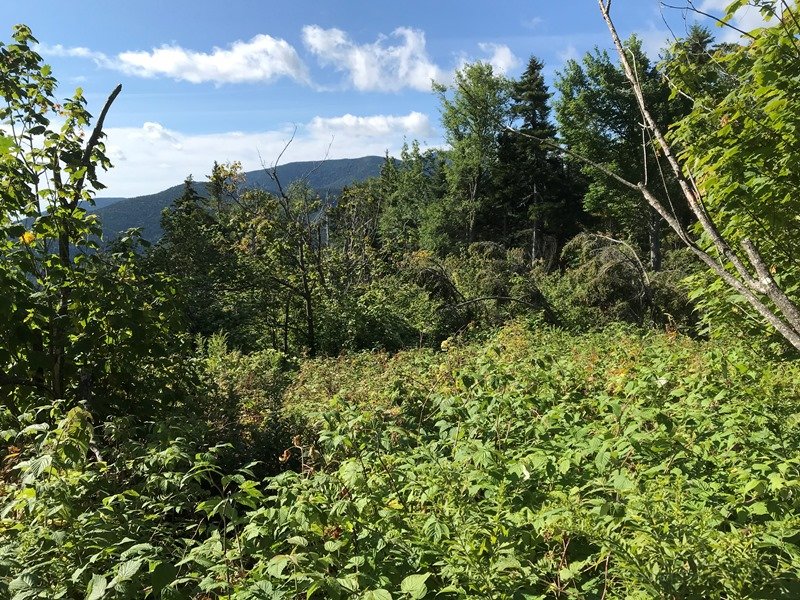 Wild raspberries in foreground